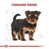 Royal Canin Yorkshire Terrier  Yavru köpek Maması 1,5 kg + 2 Adet Yaş Mama Hediye