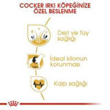 Royal Canin Cocker Yetişkin Köpek Maması 3 kg + 2 Adet Yaş Mama Hediye