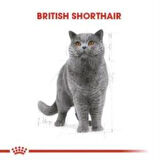 Royal Canin British Shorthair Yetişkin Kedi Maması 2 kg + 2 Adet Yaş Mama Hediye