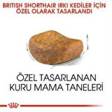 Royal Canin British Shorthair Yetişkin Kedi Maması 4 kg + 2 Adet Yaş Mama Hediye