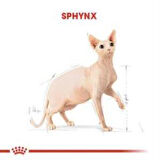 Royal Canin Sphynx Yetişkin Kedi Maması 2 kg + 2 Adet Yaş Mama Hediye