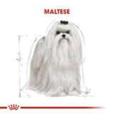 Royal Canin Maltese Bichon Yetişkin Köpek Maması 1,5 kg + 2 Adet Yaş Mama Hediye