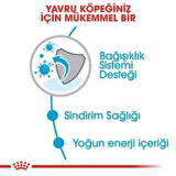 Royal Canin Mini Puppy Yavru Köpek Maması 4 kg + 2 Adet Yaş Mama Hediye