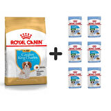 Royal Canin Cavalier King Charles Yavru Köpek Maması 1,5 kg + 6 Adet Yaş Mama