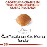 Royal Canin Cavalier King Charles Yavru köpek Maması 1,5 kg + 2 Adet Yaş Mama Hediye