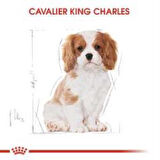 Royal Canin Cavalier King Charles Yavru köpek Maması 1,5 kg + 2 Adet Yaş Mama Hediye