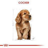 Royal Canin Cocker Junior Yavru Köpek Maması 3 kg + 2 Adet Yaş Mama Hediye