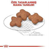 Royal Canin Mini Adult +8 Yaş Yaşlı Köpek Maması 2 kg + 2 Adet Yaş Mama Hediye