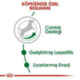 Royal Canin Mini Adult +8 Yaş Yaşlı Köpek Maması 2 kg + 2 Adet Yaş Mama Hediye