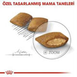 Royal Canin Mini Exigent Köpek Maması 3 Kg + 2 Adet Yaş Mama Hediye