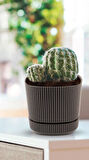Omnipazar KRS-243 Pera Kare Dekoratif Kaktus Sukulent Saksı 2,3 Litre No 3