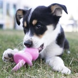 KONG Puppy Binkie Tutma Yeri Olan Yavru Köpek Oyuncağı M