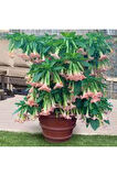 5 Adet Tohum Nadir Bulunan Meleklerin Borozanı Pembe Angel Trumpet Çiçeği
