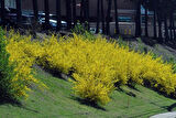 2 Adet Altın Çanak (Forsythia) Fidanı - Parlak Sarı Çiçekler, 1-2 Yaş Arası Tüplü