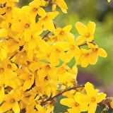 2 Adet Altın Çanak (Forsythia) Fidanı - Parlak Sarı Çiçekler, 1-2 Yaş Arası Tüplü