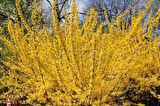 2 Adet Altın Çanak (Forsythia) Fidanı - Parlak Sarı Çiçekler, 1-2 Yaş Arası Tüplü