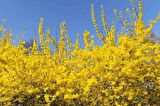 2 Adet Altın Çanak (Forsythia) Fidanı - Parlak Sarı Çiçekler, 1-2 Yaş Arası Tüplü