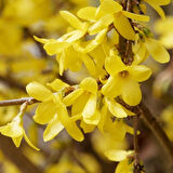 2 Adet Altın Çanak (Forsythia) Fidanı - Parlak Sarı Çiçekler, 1-2 Yaş Arası Tüplü