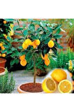 10 Adet Tohum Bodur Bonsai Limon Ağacı Tohumu Italyan Limon Seti Saksı Toprak Sürpriz Hediyeli