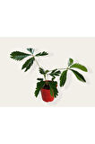 Mimosa Pudica (küstüm Çiçeği) Fidesi 20-25 Cm, 5.5 Cm Saksıda
