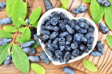 2 Yaşında Tüplü Balyemişi Honeyberry (Lonicera caerulea) Fidanı - Bahçenize Tatlı ve Sağlıklı Meyveler Katın