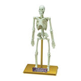 Nessiworld  Bilim Seti : İnsan İskeleti