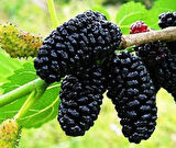 Doğaşık Karadut Fidanı Aşılı 80 CM Üzeri Boylarında 2 Yaş Tüplü 