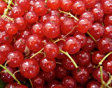 2 Adet Frenk Üzümü (Ribes rubrum) Fidanı - Sağlıklı ve Lezzetli Meyveler, 1-2 Yaş Arası Tüplü