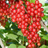 2 Adet Frenk Üzümü (Ribes rubrum) Fidanı - Sağlıklı ve Lezzetli Meyveler, 1-2 Yaş Arası Tüplü