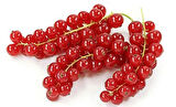2 Adet Frenk Üzümü (Ribes rubrum) Fidanı - Sağlıklı ve Lezzetli Meyveler, 1-2 Yaş Arası Tüplü