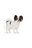 Royal Canin Xsmall Adult Yetişkin Köpek Maması 1,5 Kg