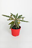 Dorstenia Foetida Özel Tür Nadir Ilginç Sukulent 8.5 Cm Kırmızı Saksıda