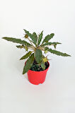 Dorstenia Foetida Özel Tür Nadir Ilginç Sukulent 8.5 Cm Kırmızı Saksıda