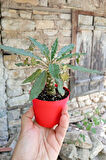 Dorstenia Foetida Özel Tür Nadir Ilginç Sukulent 8.5 Cm Kırmızı Saksıda