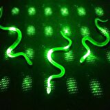 Periboia Yılan Kırkayak Şaka Oyuncağı 36 Adet