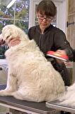 23 KG Üzeri Uzun Tüylü Köpekler İçin Tüy Toplayıcı Ergonomik Tarak (3984)