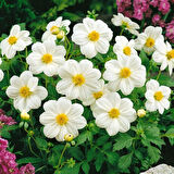 Geleneksel Tohumlar  Bodur Mignon White Dahlia Yıldız Çiçeği Tohumu (80 tohum)