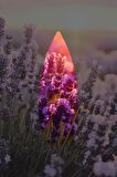 Lavanta Kokulu Geri Akış Tütsüsü konik Tütsü Lavander Backflow Incense Cones 10 Adet