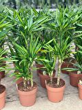 3 Gövdeli Dracaena Limon Bitkisi