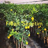 3 Yaş Aşılı 7 Veren(Yediveren) Mayer Limon Fidanı