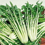 İtalyan Mutfağına Özgü Geleneksel Catalogna Emerald Endive Tohumu (50 tohum)