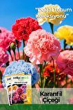 Karanfil (dianthus Caryophyllus) Çiçek Tohumu 100 Adet