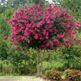 30-40 cm Tüplü Pembe Oya Ağacı (Lagerstroemia indica) Fidanı - İlkbaharda Açan Göz Alıcı Pembe Çiçeklerle Bahçenize Zarafet Katın