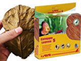 Sera Catappya Yaprağı S 14 Cm 10 Yaprak