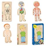 Beleduc İnsan Anatomisi Puzzle - Erkek