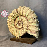 Uretti - Zehra 2303 - El Yapımı Dekoratif Deniz Kabuğu - Bej