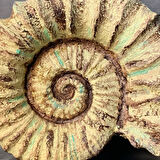 Uretti - Zehra 2303 - El Yapımı Dekoratif Deniz Kabuğu - Bej