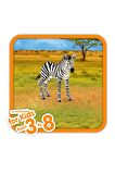 Schleich Yavru Zebra Figür