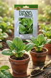 Paşa Ispanak Tohumu 10 gr