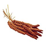 Kızıl Dal Darı Besleyici Kuş Yemi Açık Paket 500 Gr